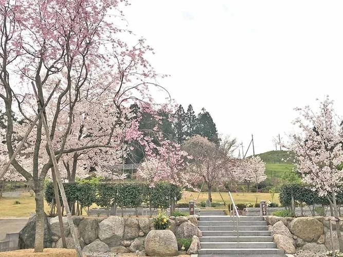 桜葬墓園 樹木葬 