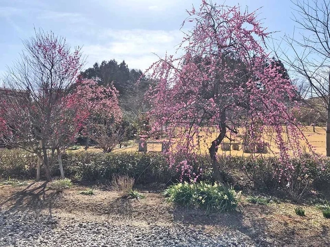 桜葬墓園 樹木葬 