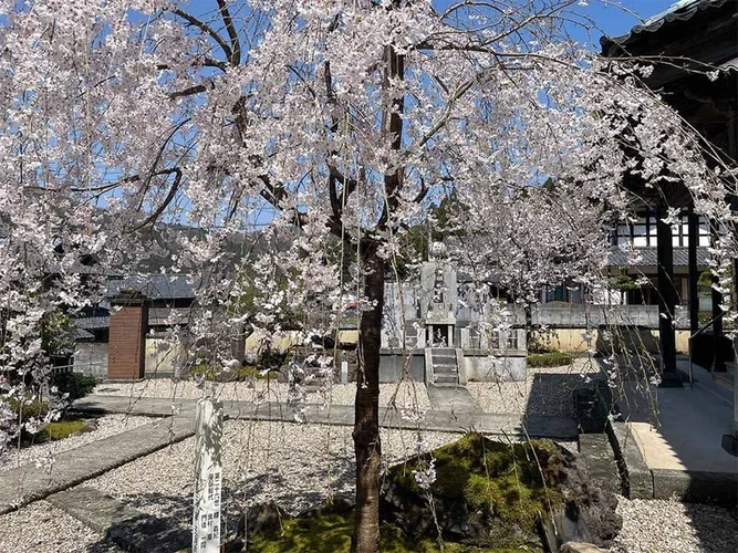 さばえ明厳寺 里山型樹木葬 木漏れ日 