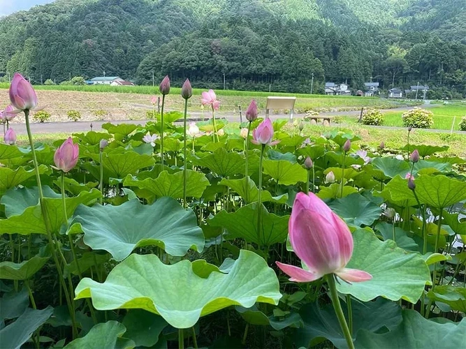 福井県全ての市 さばえ明厳寺 里山型樹木葬 木漏れ日