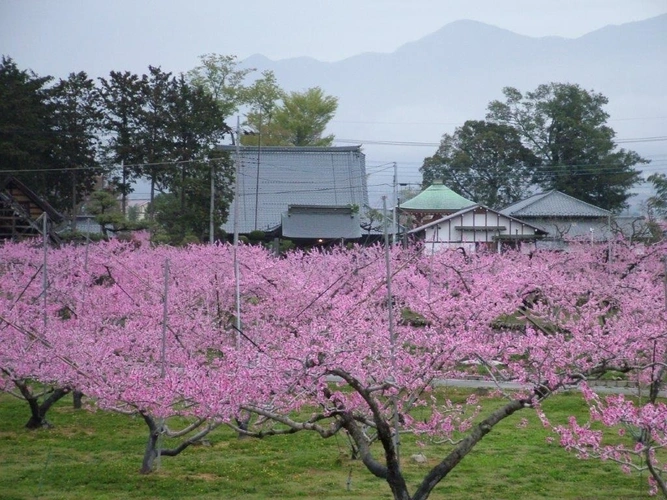 瑞蓮寺 樹木葬・永代供養墓 瑞蓮寺　桃畑