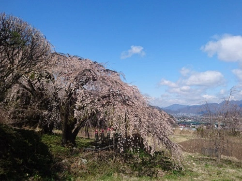 大圓寺自由墓苑 