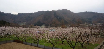 あんずの花を見渡せる墓地