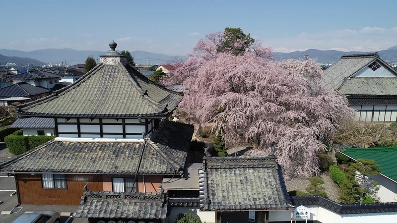 典厩寺墓地 枝垂れ桜