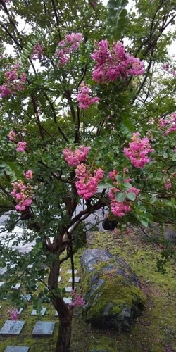 岐阜県全ての市 圓満寺霊苑（円満寺霊苑）