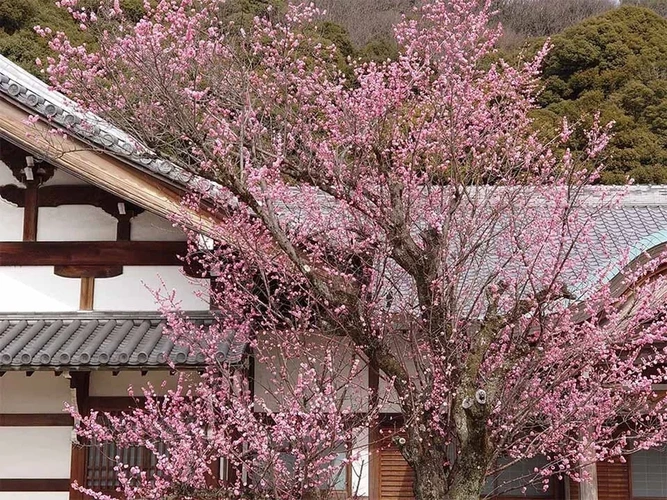 金寶山天澤院 