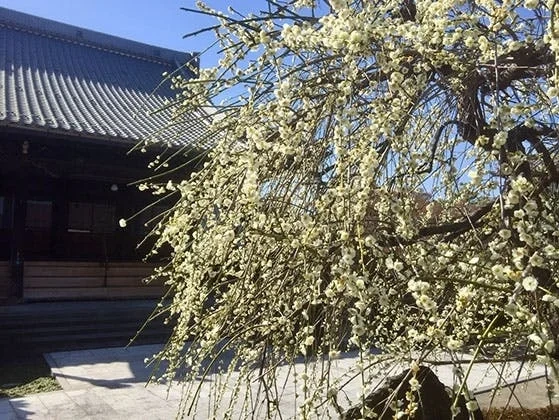 安浄寺 永代供養墓 