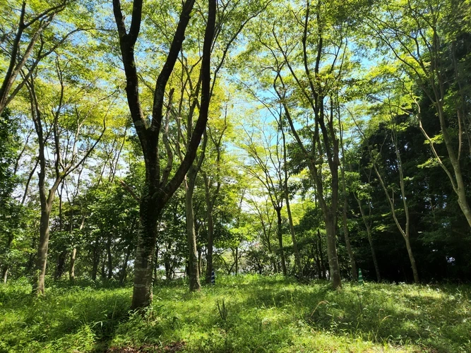 納骨堂てらす 飛鳥寺 自然豊かな環境の中にあります