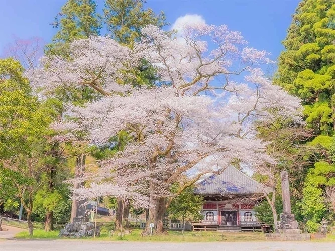 玉澤霊廟 桜の木