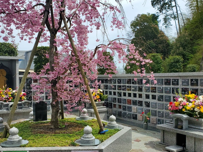 牧ヶ谷霊苑 枝垂れ桜の永代供養樹木葬「桜花葬」