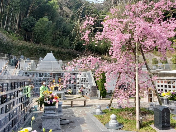 牧ヶ谷霊苑 枝垂れ桜の永代供養樹木葬「桜花葬」