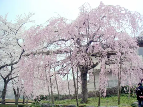 冨士霊園 しだれ桜