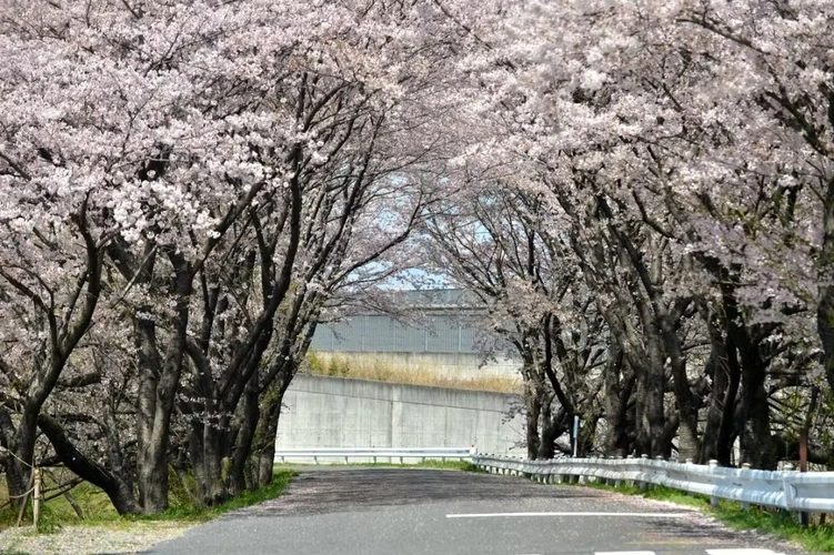 東山霊園 桜並木