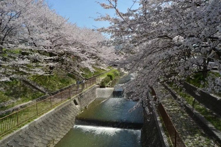 東山霊園 桜と川