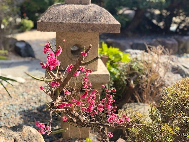 吉祥寺 永代供養塔 梅