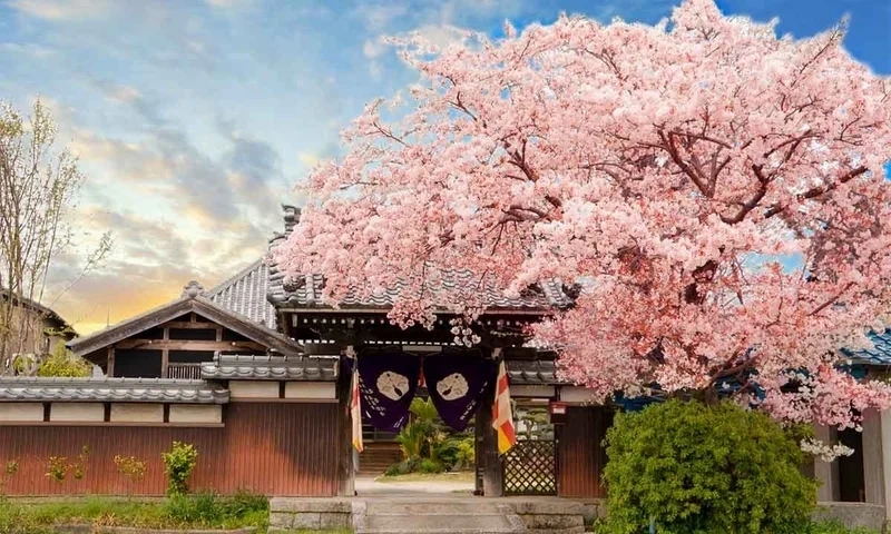 長善寺 樹木葬 桜香テラス 