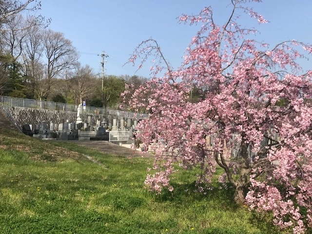平和公園 東輪寺墓地 桜