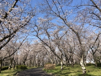 桜の名所 平和公園