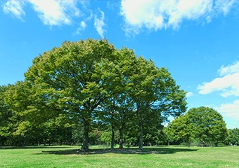千年樹木葬・里山自然葬 