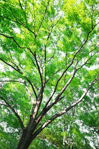 千年樹木葬・里山自然葬 