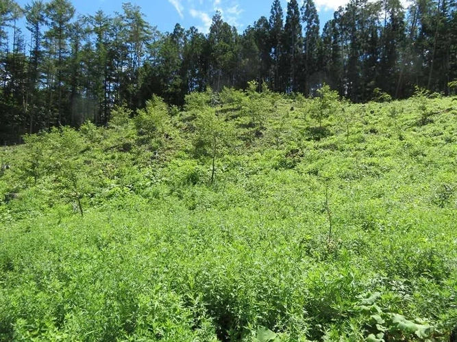 千年樹木葬・里山自然葬 