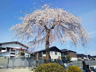 お墓の継承者が不要