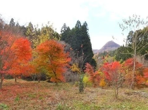 七ツ森樹木葬 