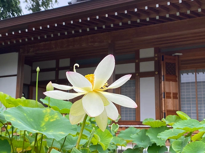 仙台市青葉区 保春院 のうこつぼ