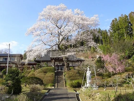 浄光寺「やすらぎ浄桜墓」 永代供養墓 樹木葬 