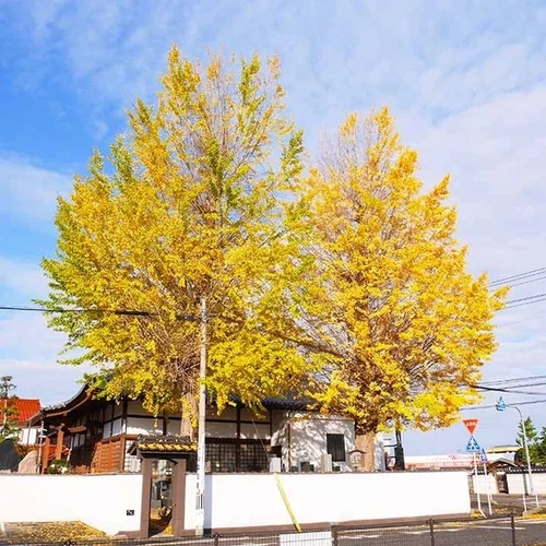 妙寂寺永代合葬墓 