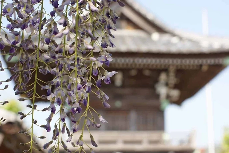 龍善寺 永代供養墓「光明廟」 