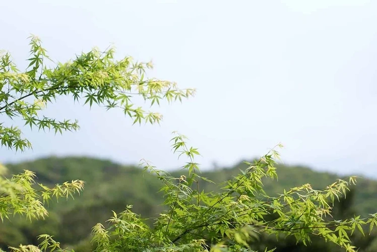 龍善寺 永代供養墓「光明廟」 