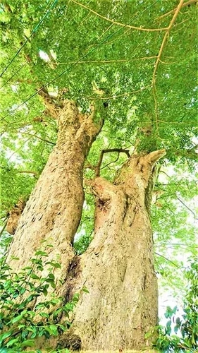 常見寺永代納骨堂 －無量寿廟－ 