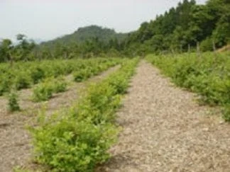 大田市 石見銀山花木葬永代供養墓園