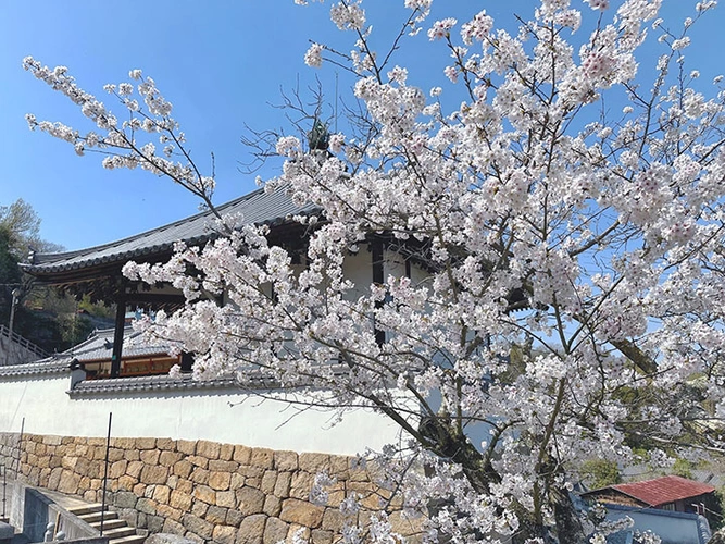 松林寺 のうこつぼ 