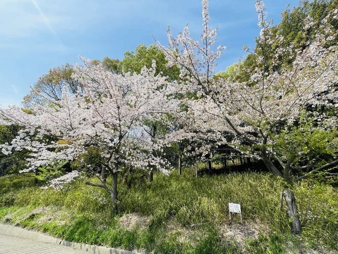 足高山墓地 季節