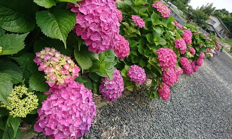 瑞雲寺 