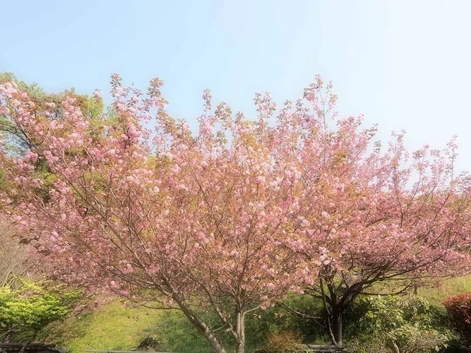 瑞雲寺 