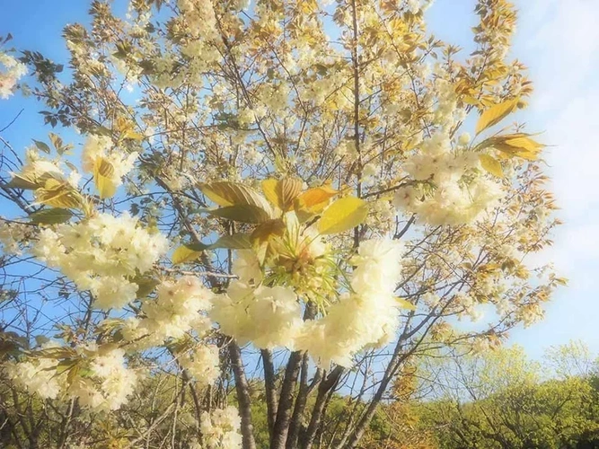 瑞雲寺 