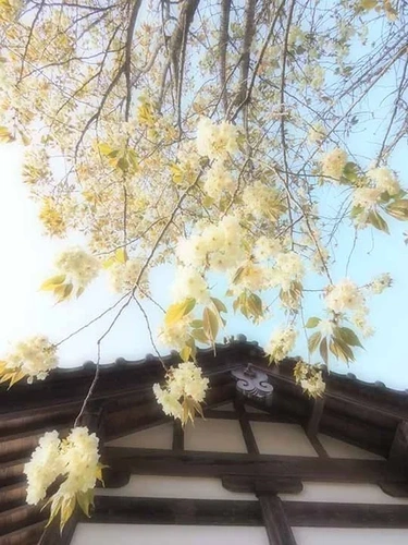 瑞雲寺 