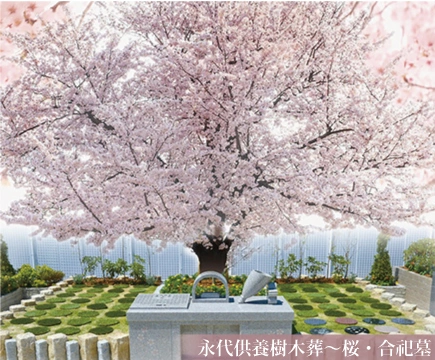 桜 お一人様用/永代	330,000円	永代使用料に含む 樹木葬　桜	お二人様用/13年後合の写真1