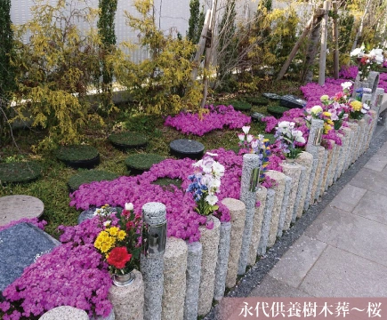 樹木葬「桜」（2人・家族用/永代)の写真1
