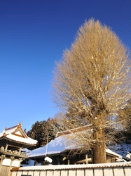 いちょうでらと呼ばれる