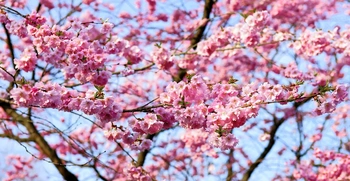 四季の花々に囲まれた観音寺墓苑