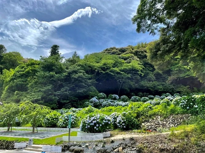  樹木葬あじさい霊園